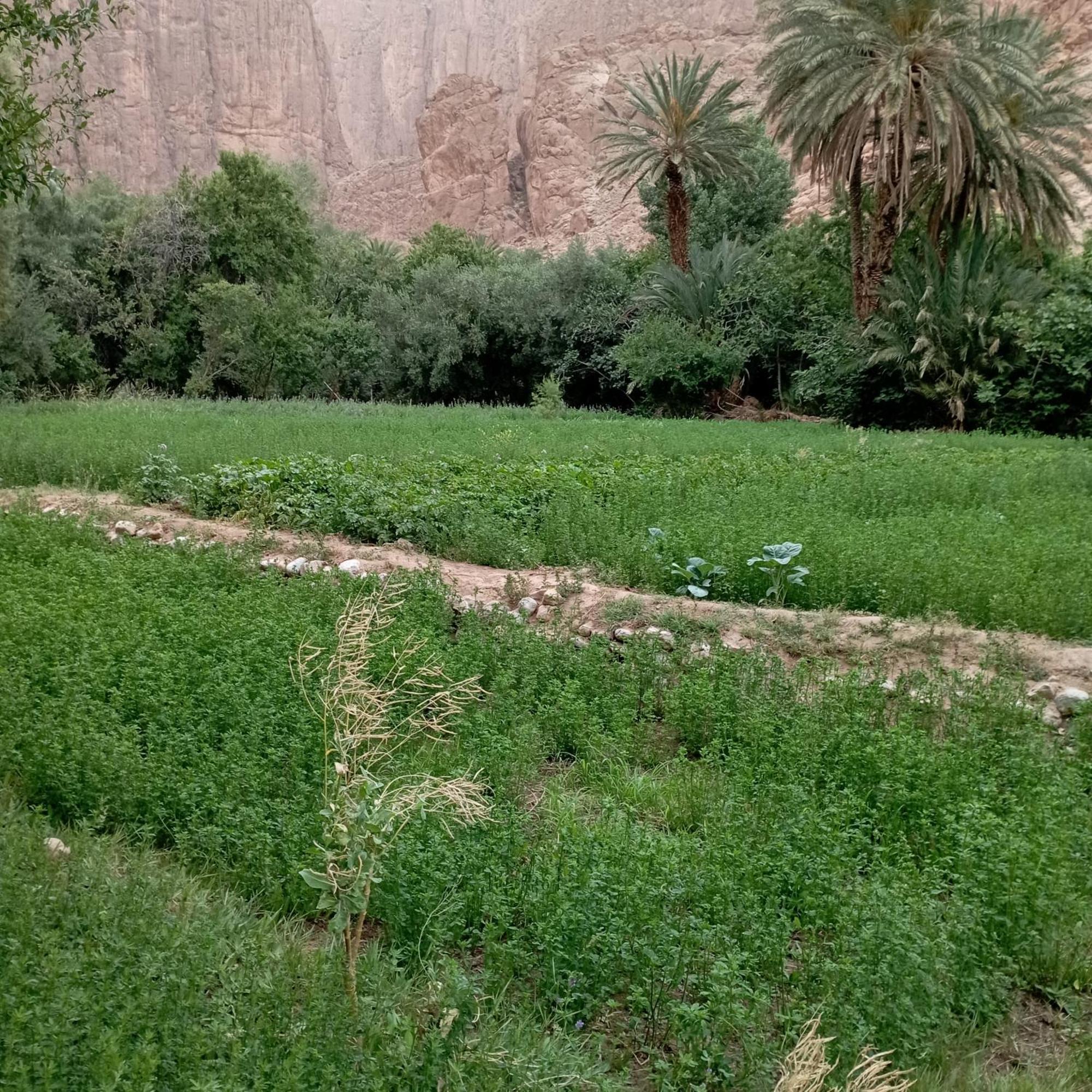 Riad La Fleur Aït Baha 객실 사진